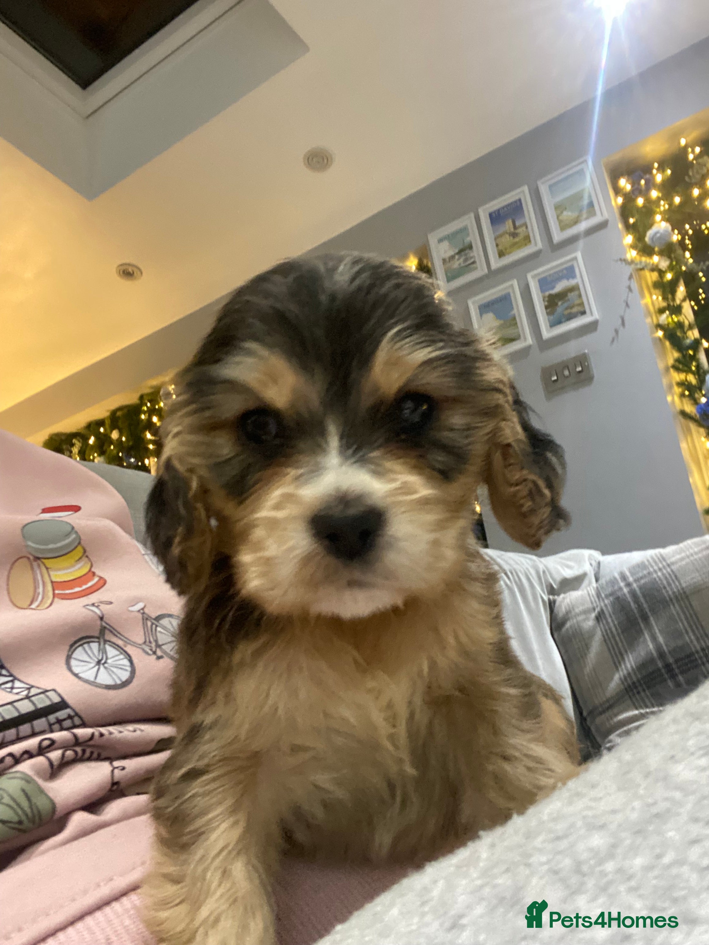 Cocker Spaniel dogs KC SHOW TYPE COCKER REGISTERED - Advert 2