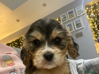 Cocker Spaniel dogs KC SHOW TYPE COCKER REGISTERED - Advert 3