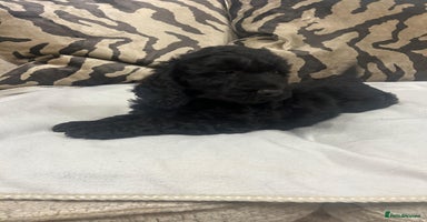 Cockapoo dogs - Advert 8