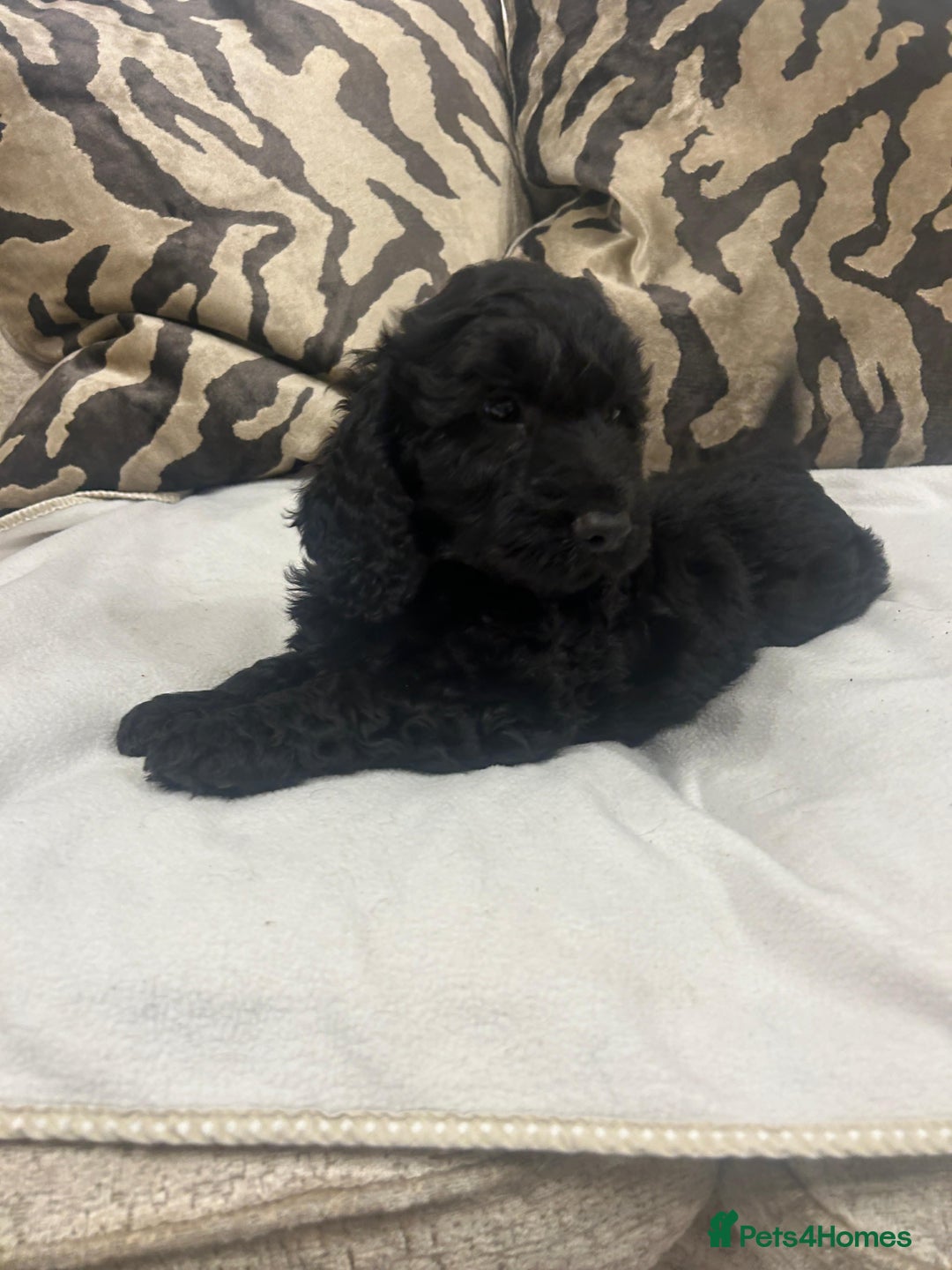 Cockapoo dogs for sale: F1 cockapoo puppies  - Image 2