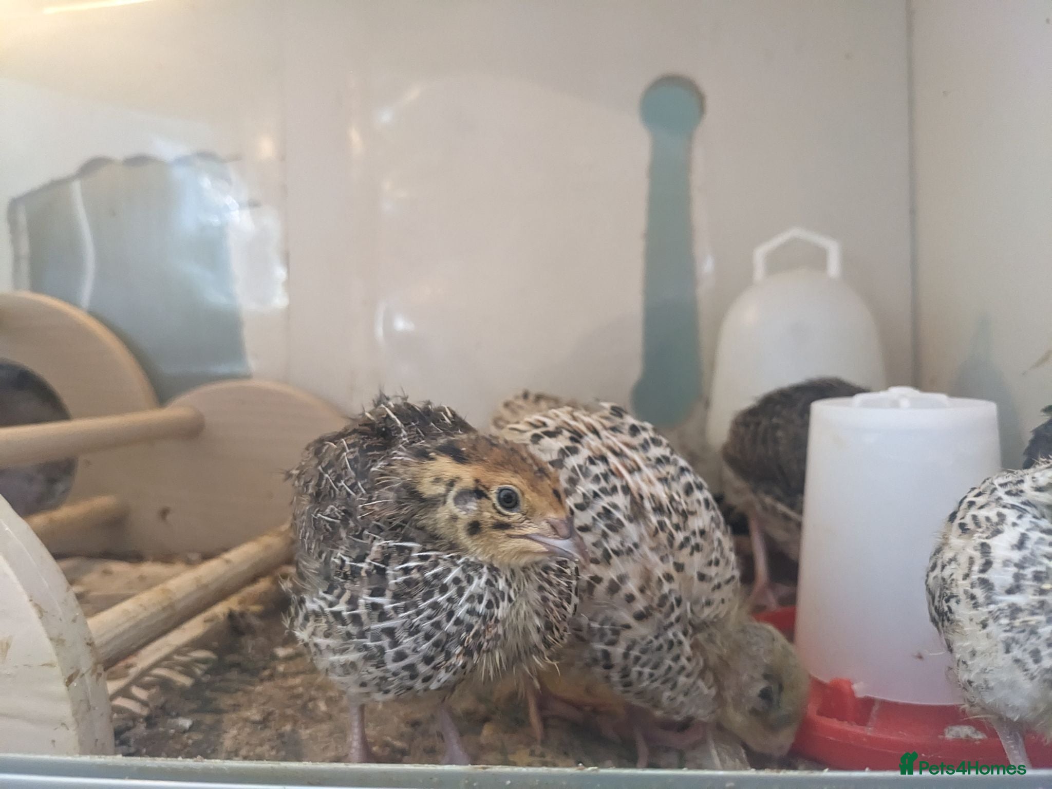 Quail poultry Coturnix Quail Chicks - Off Heat  - Advert 9