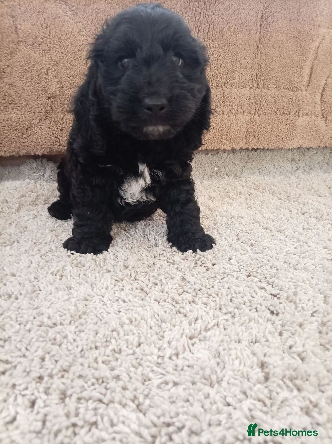 Cockapoo dogs for sale: F1 Cockapoo puppy - Advert 1