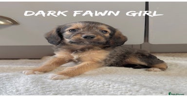 Mixed Breed dogs in Rhayader - Advert 14
