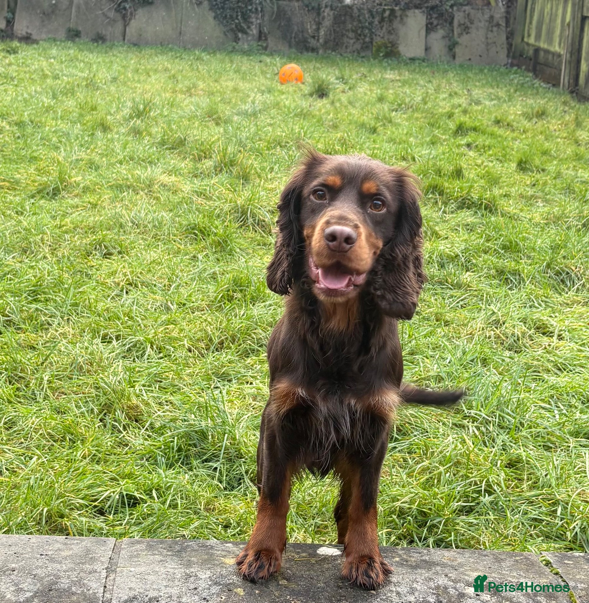 Cocker Spaniel dogs Male Cocker Spaniel - Advert 6