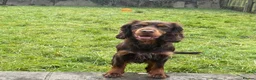 Cocker Spaniel dogs for sale: Male Cocker Spaniel - Advert 1