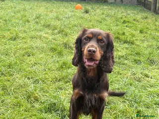 Cocker Spaniel dogs Male Cocker Spaniel - Advert 6