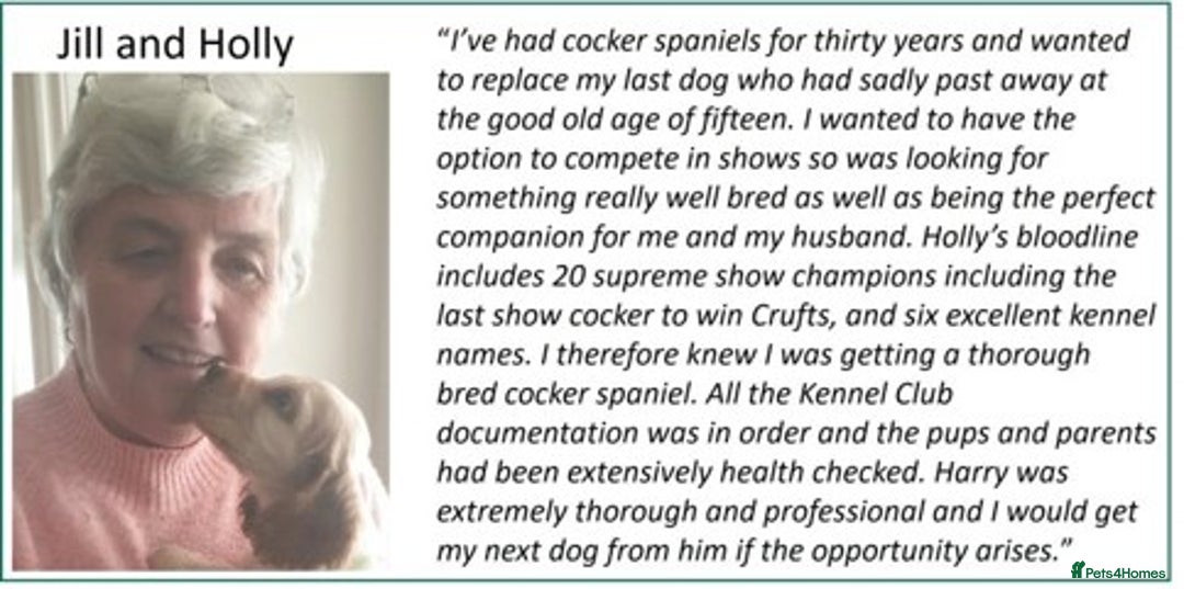 Cocker Spaniel dogs for sale: Stunning Show Cockers-Health Checked,KC Registered - Image 21