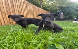 Lurcher dogs for sale: COLLIE WHIPPET X SALUKI GREYHOUND - Image 3