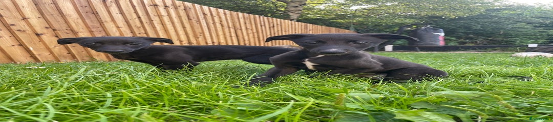 Lurcher Puppy 4