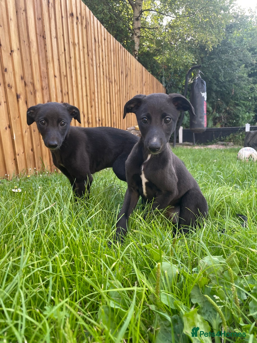 Lurcher dogs for sale: COLLIE WHIPPET X SALUKI GREYHOUND - Image 3