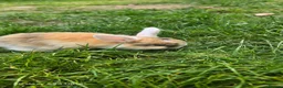 Mini Lop rabbits for sale: Jozsef - Advert 3