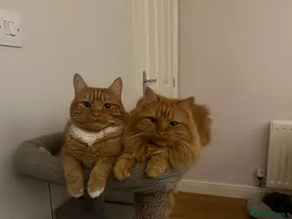 Domestic Shorthair cats Beautiful brother and sister must stay together - Advert 7