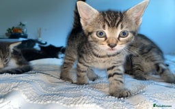 Mixed Breed cats for sale: ❗️2 litters for sale❗️ - Image 2