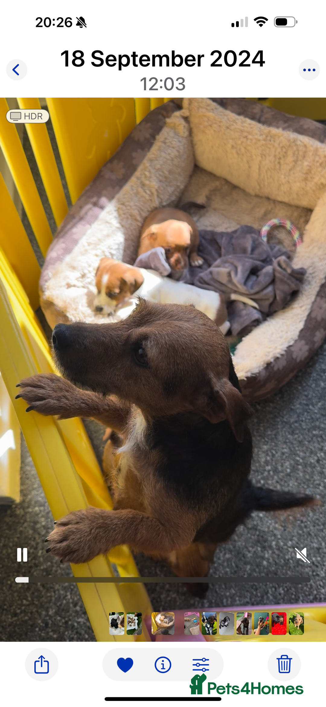 Jack Russell dogs for sale: Beautiful traditional Jack Russell puppies - Advert 7