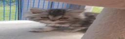 Siberian cats for sale: Absolutely Fabulous Kittens - Advert 33