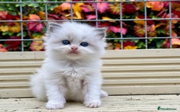 Ragdoll cats for sale: TICA REGISTERED  in Colchester - Image 8