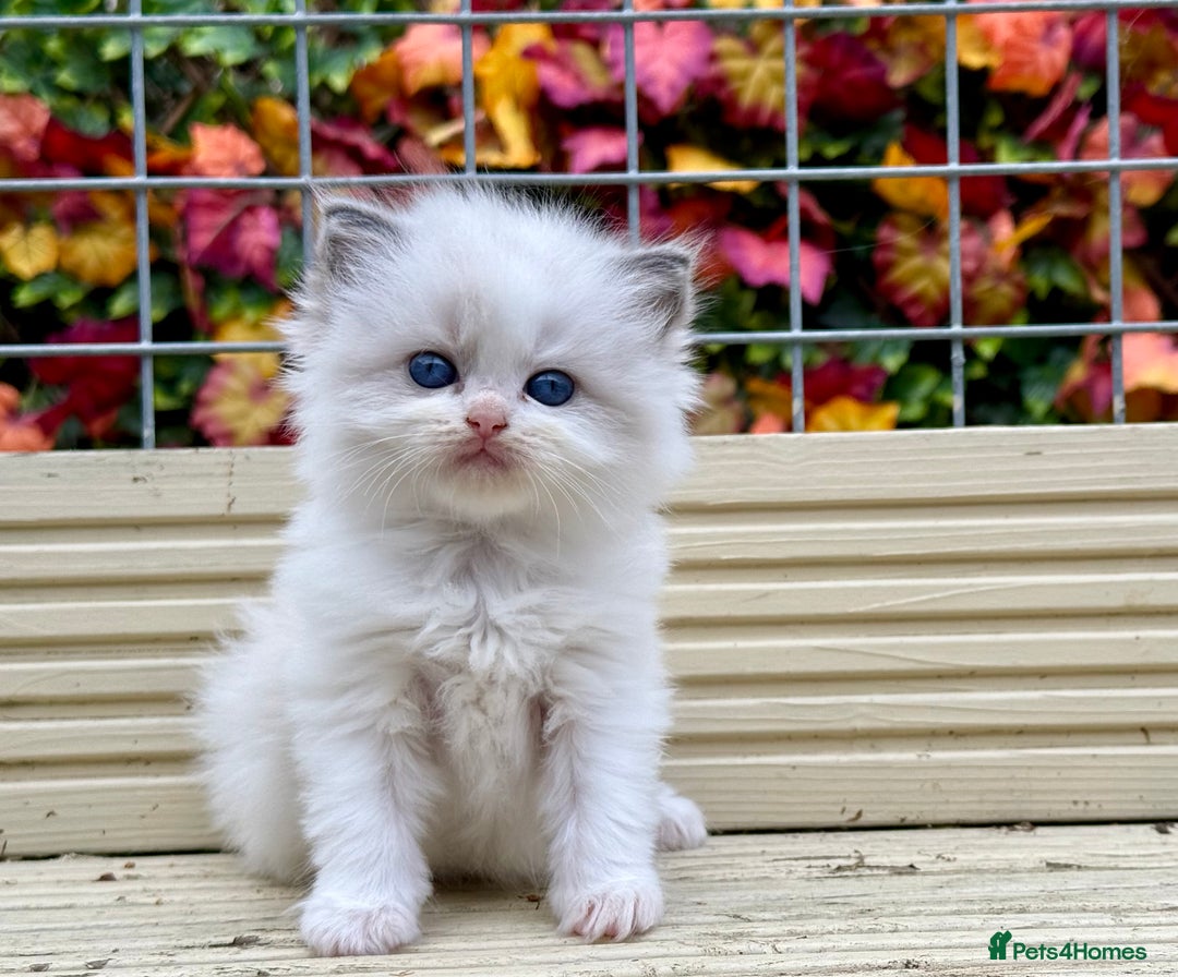 Ragdoll cats for sale: TICA REGISTERED  in Colchester - Image 8