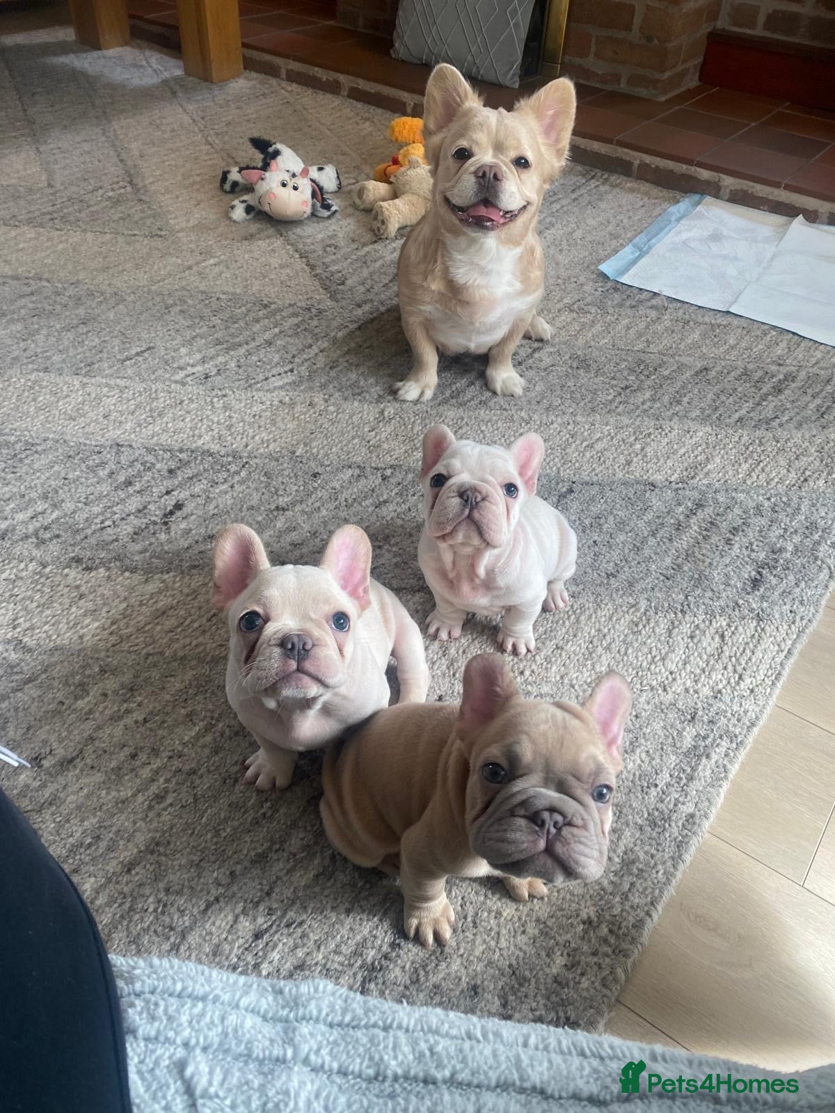 French Bulldog dogs French bulldog female and male available  - Advert 1
