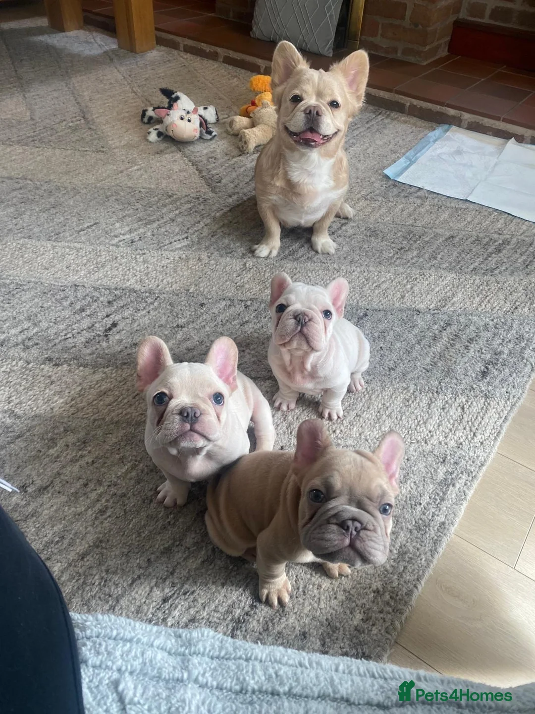 French Bulldog dogs for sale: French bulldog female and male available  in Willenhall - Advert 1