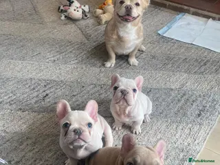 French Bulldog dogs French bulldog female and male available - Advert 1
