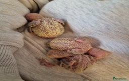 Lovebirds birds for sale: Hand Reared Peach Faced Lovebird Babies - Image 19