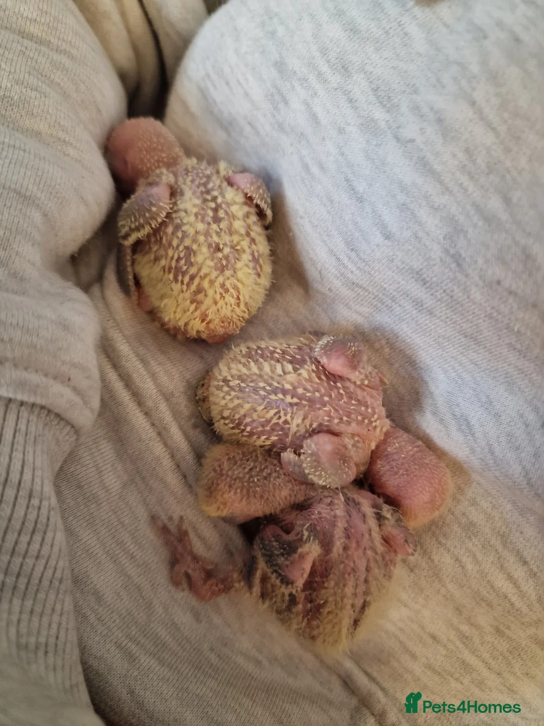 Lovebirds birds for sale: Hand Reared Peach Faced Lovebird Babies - Advert 19