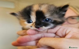 Mixed Breed cats for sale: Mixed Breed Kitten - Image 2