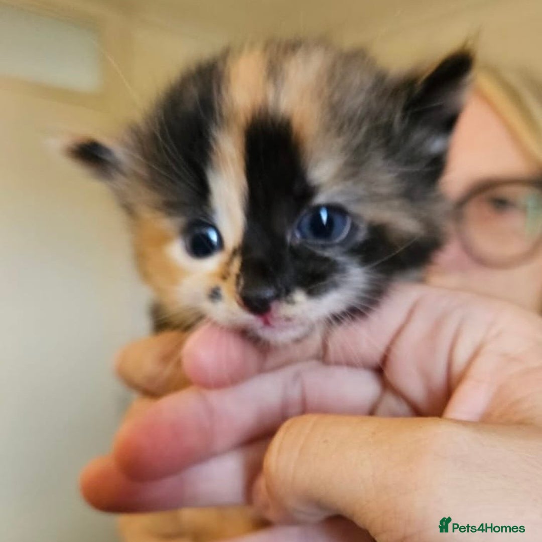 Mixed Breed cats for sale: Mixed Breed Kitten - Image 2