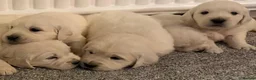 Golden Retriever dogs for sale: Super fluffy cream pups in Newark - Advert 5