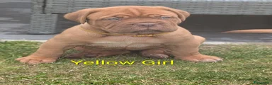 Yellow girl 
