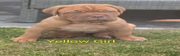 Dogue De Bordeaux dogs for sale: 5 girls 1 boy  - Advert 5