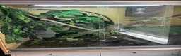 Chameleon reptiles for sale: Yaman Chameleon  in Colwyn Bay - Advert 4