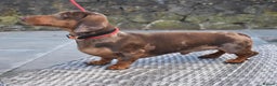Miniature Dachshund dogs for stud: SLICE - Super Chocolate Dapple Miniature Stud in Dalry - Advert 34