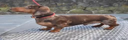 Miniature Dachshund dogs for stud: SLICE - Super Chocolate Dapple Miniature Stud in Dalry - Advert 34