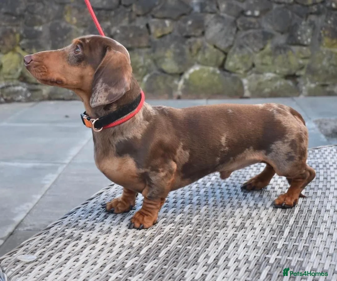 Miniature Dachshund dogs for stud: SLICE - Super Chocolate Dapple Miniature Stud in Dalry - Advert 34