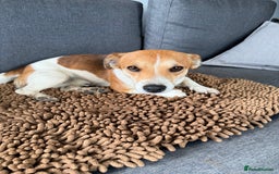 Jack Russell dogs for sale: 3 Jack Russel pups  - Image 6