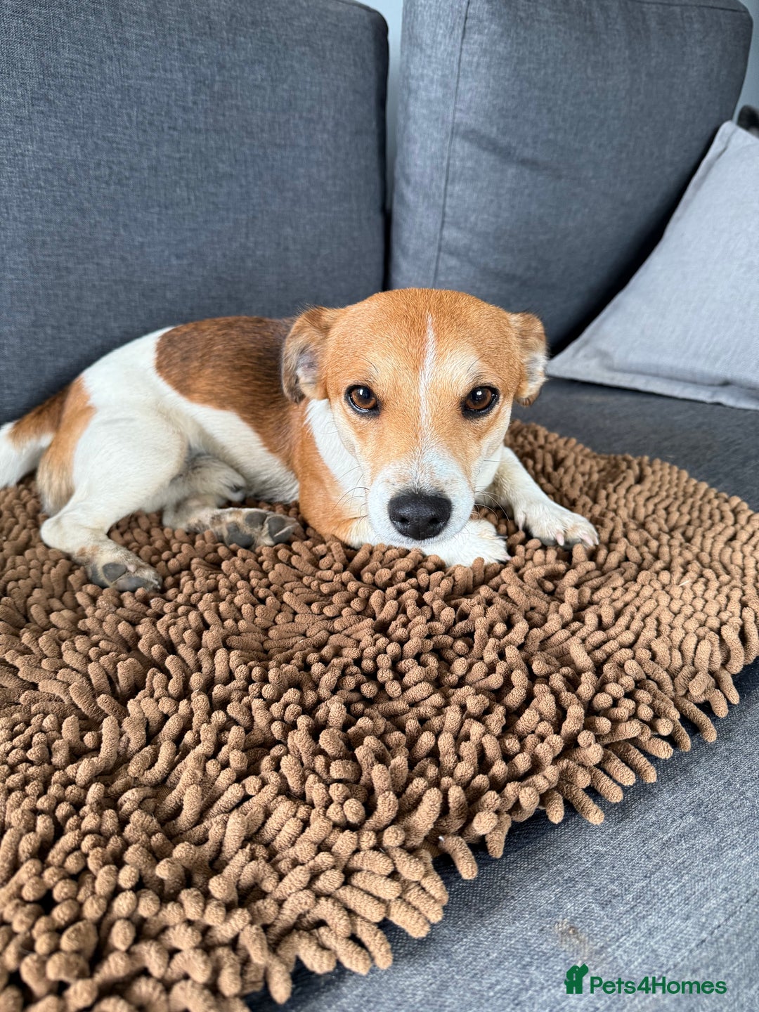 Jack Russell dogs for sale: 3 Jack Russel pups  - Image 6