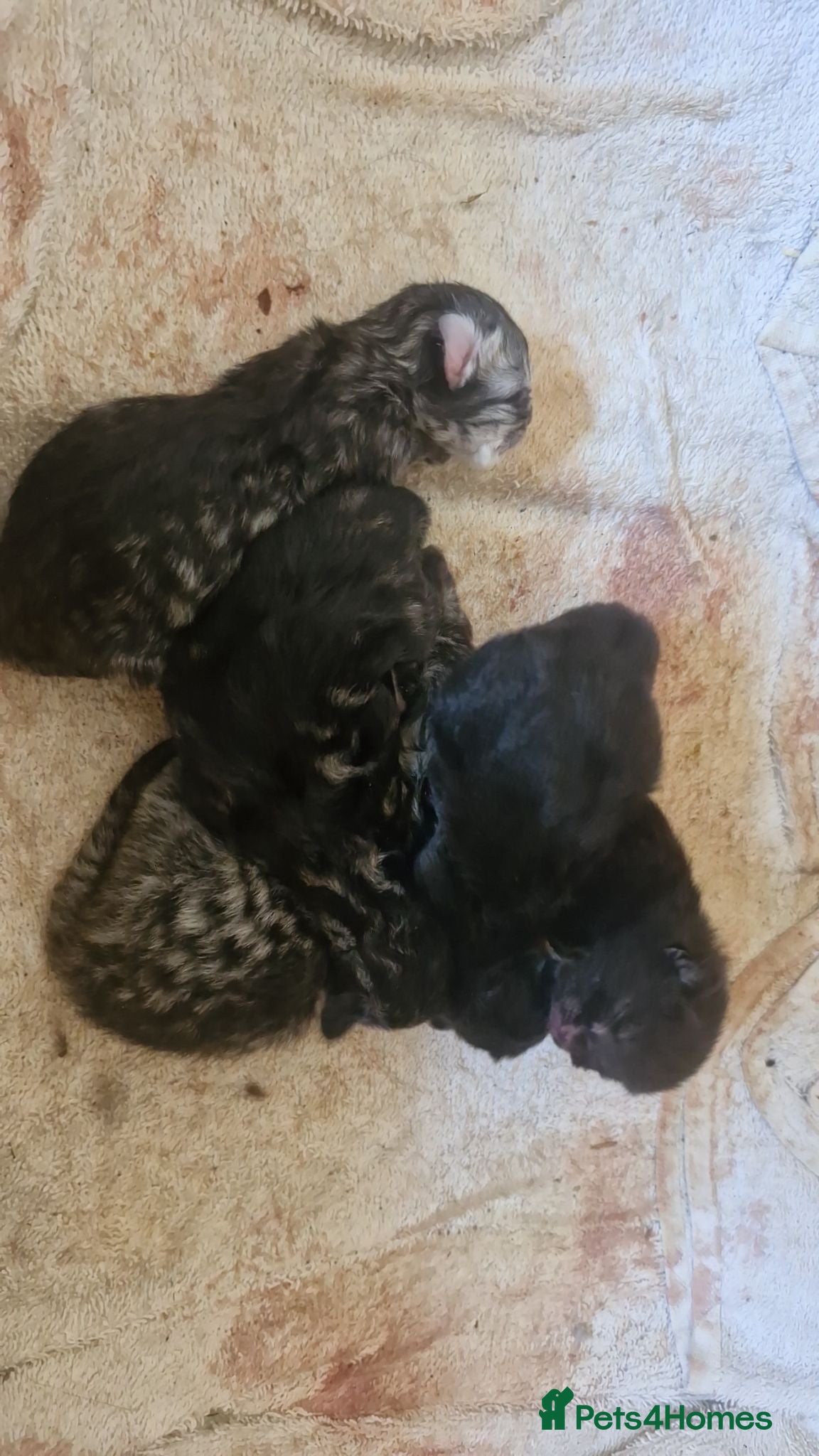 Mixed Breed cats Long hair? 1/4 mainecoon kittens  - Advert 2