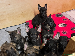 German Shepherd dogs German Shepherd pups Black&Sable..stunning litter! - Advert 1