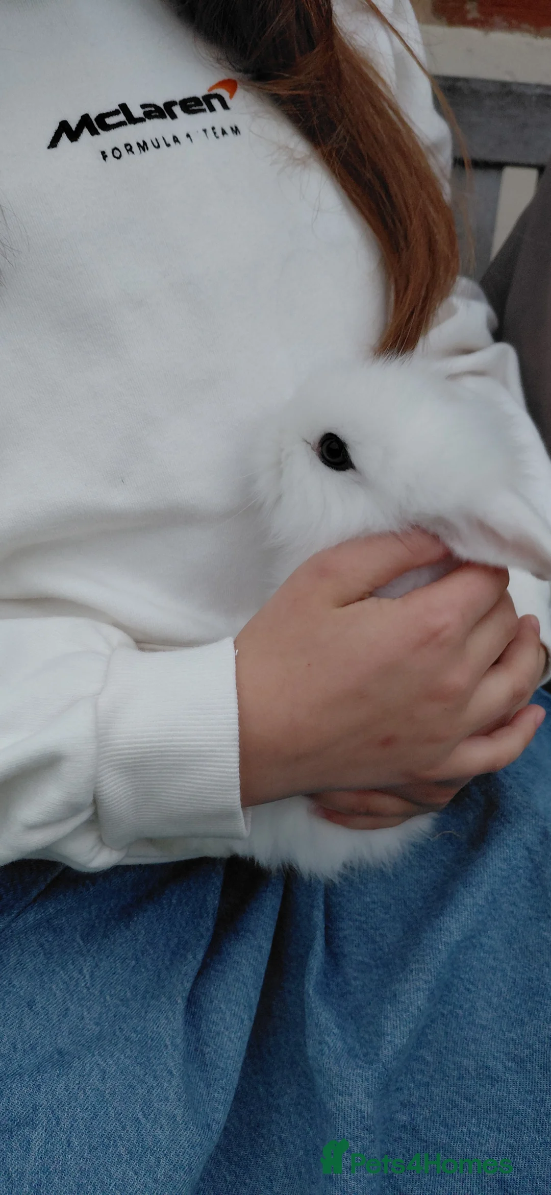Lionhead rabbits for sale: 5 baby lionheads for sale now 😍😍 - Advert 7