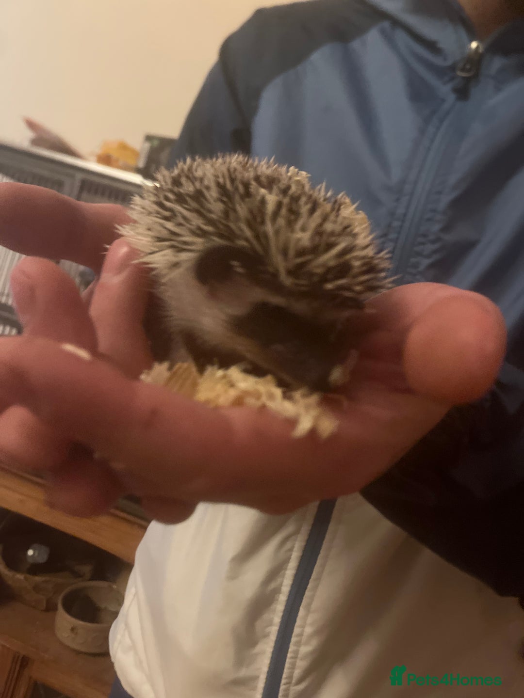 Pygmy Hedgehog rodents for sale: Pygmy hedgehog  - Advert 1