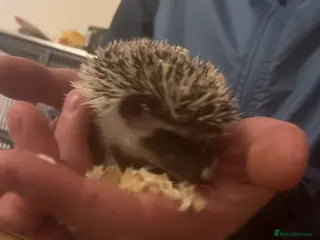 Pygmy Hedgehog rodents 2 Pygmy hedgehog for £250 - Advert 3
