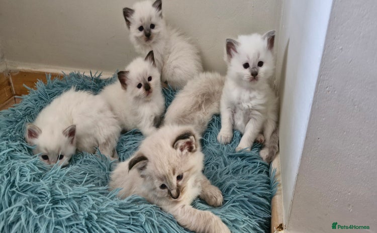 Ragdoll cats - Advert 4