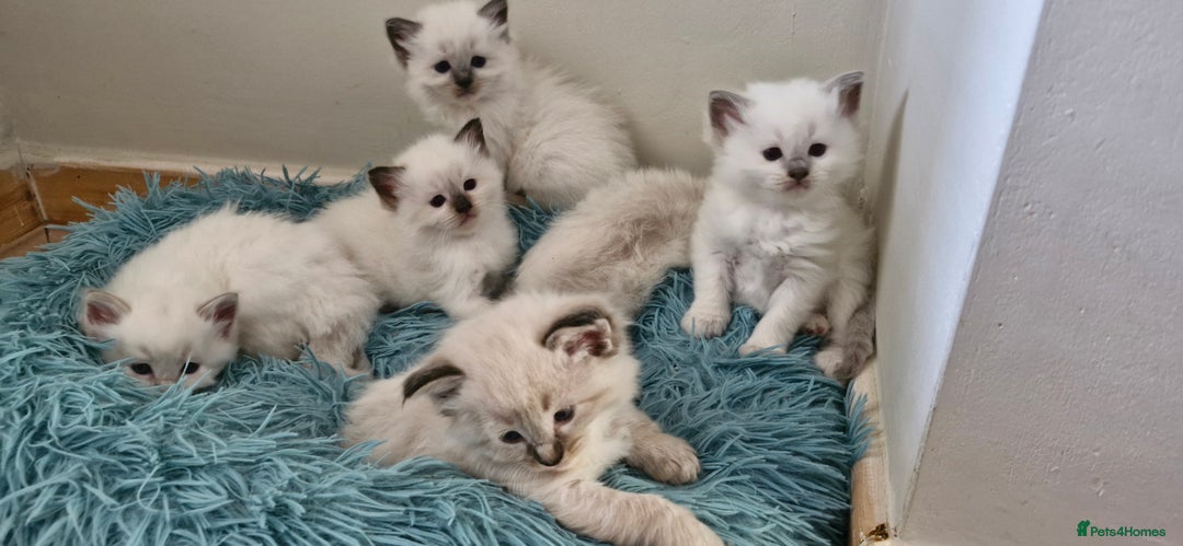Ragdoll cats for sale: Beautiful Ragdoll Kittens.  - Image 1