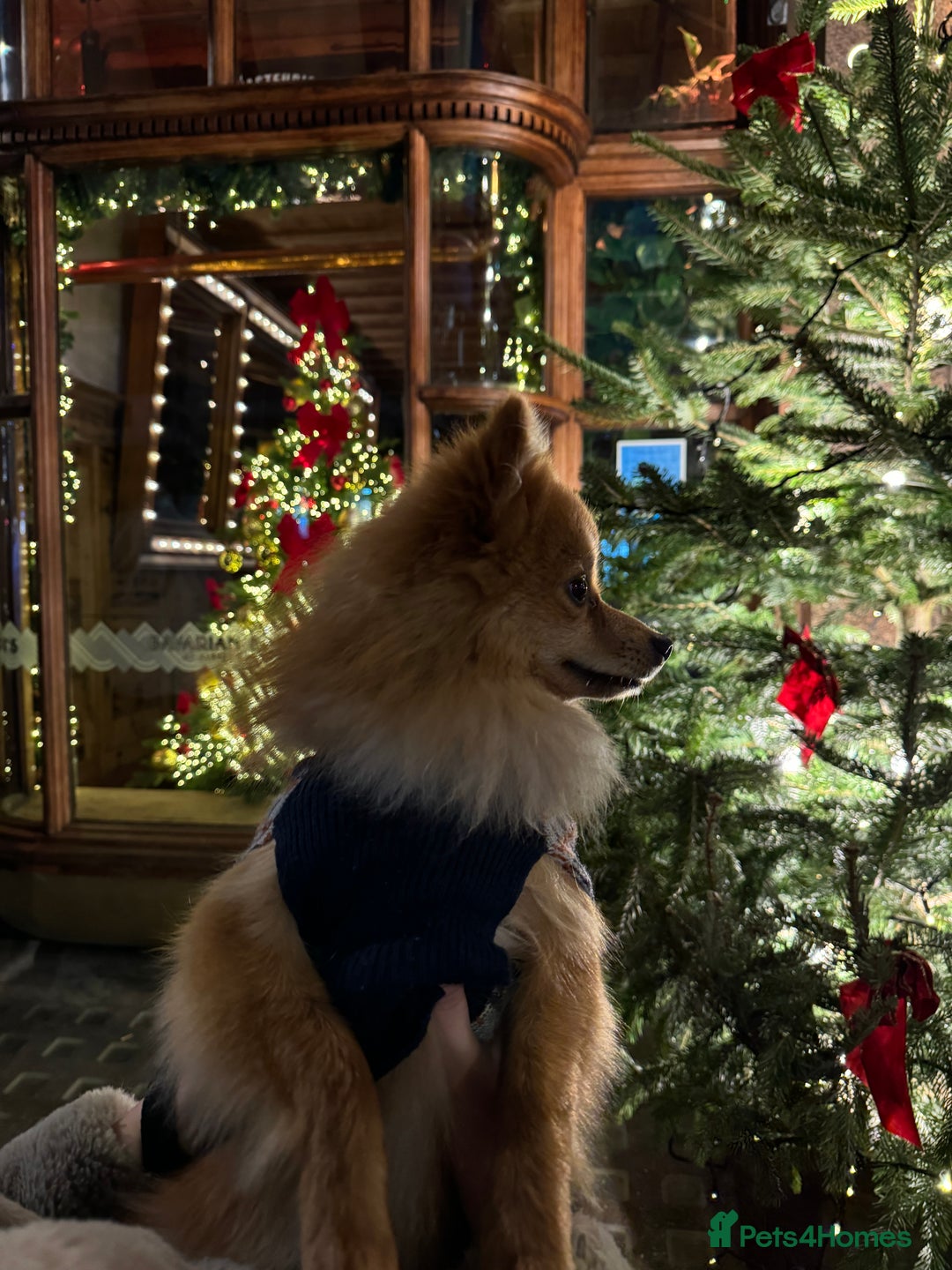 Mixed Breed dogs for sale: My lovely boy. - Image 3