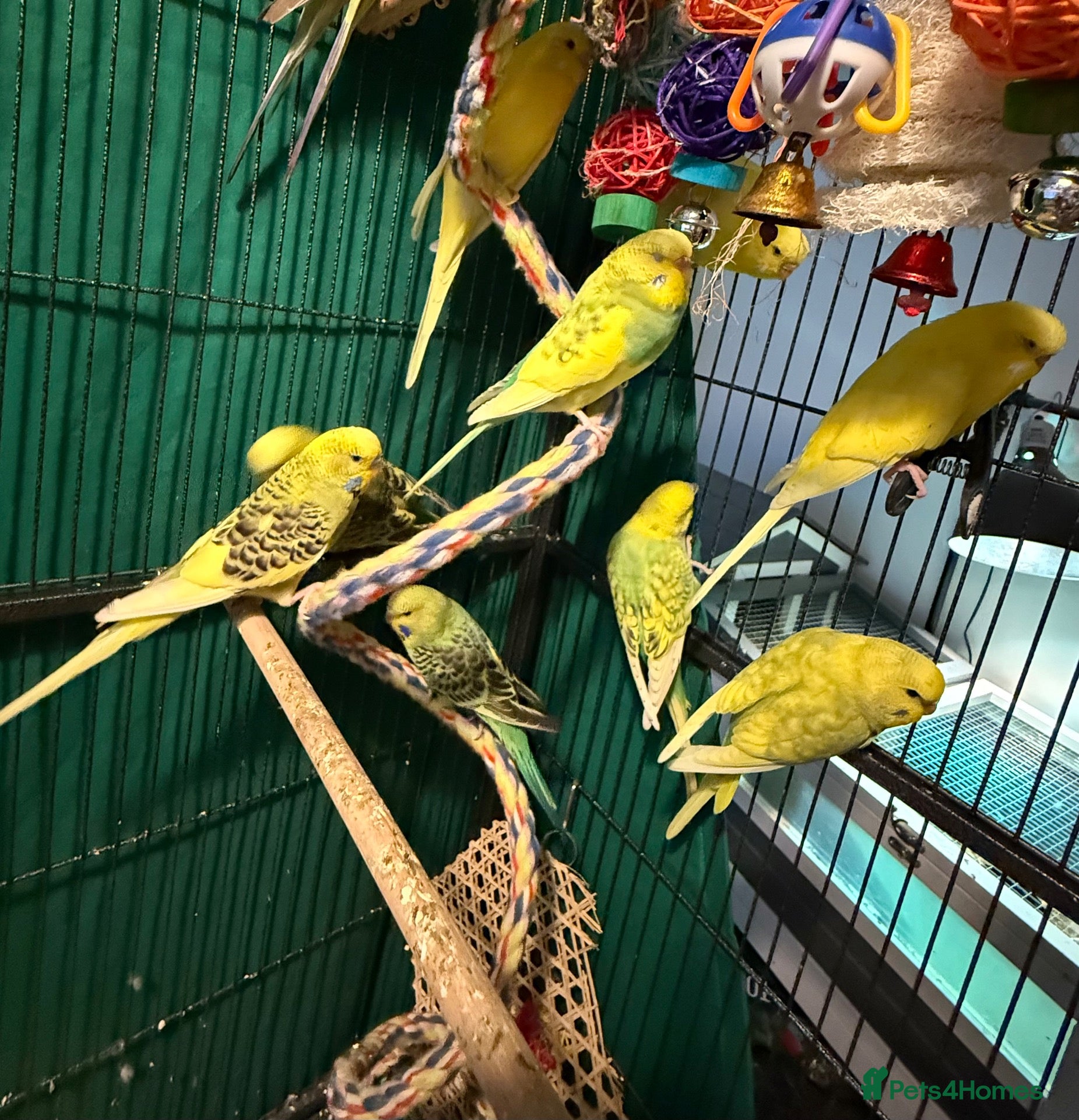 Budgerigars birds Young budgies male and female  Runcorn wa7   - Advert 1