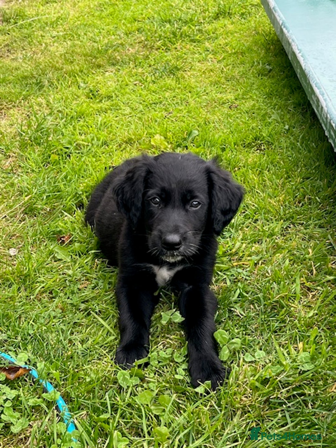 Mixed Breed dogs for sale: Collie Setter puppies - Image 8