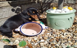 Miniature Dachshund dogs for sale: Mini dachshund  - Image 25
