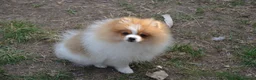 Pomeranian dogs for sale: PACO - Beautiful Pomeranian Boy - Advert 17