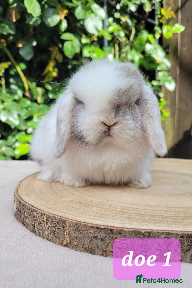 Mini Lop rabbits Beautiful pure bred mini lops - Advert 1